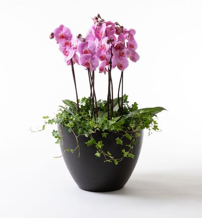 Arrangementsplanting med lilla orkidéer
